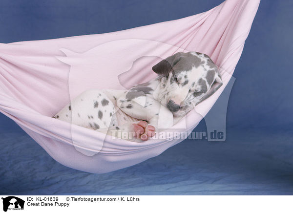 Deutsche Dogge Welpe / Great Dane Puppy / KL-01639