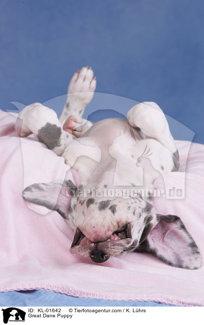 Deutsche Dogge Welpe / Great Dane Puppy / KL-01642