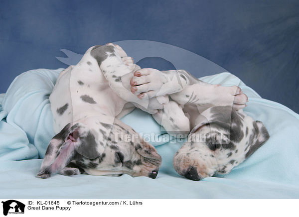 Deutsche Dogge Welpe / Great Dane Puppy / KL-01645