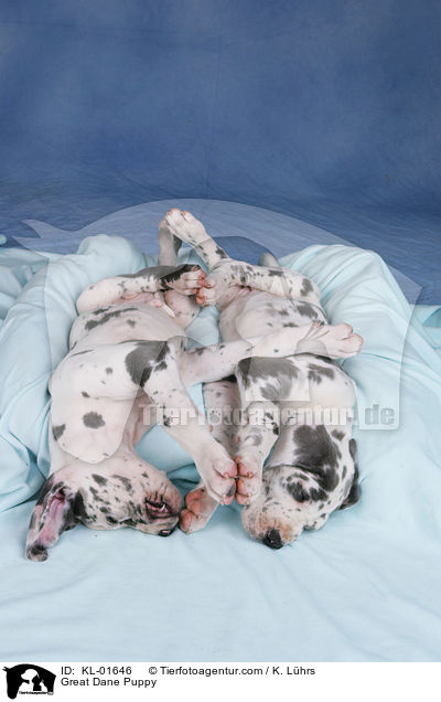 Deutsche Dogge Welpe / Great Dane Puppy / KL-01646