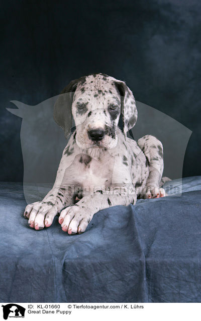 Deutsche Dogge Welpe / Great Dane Puppy / KL-01660