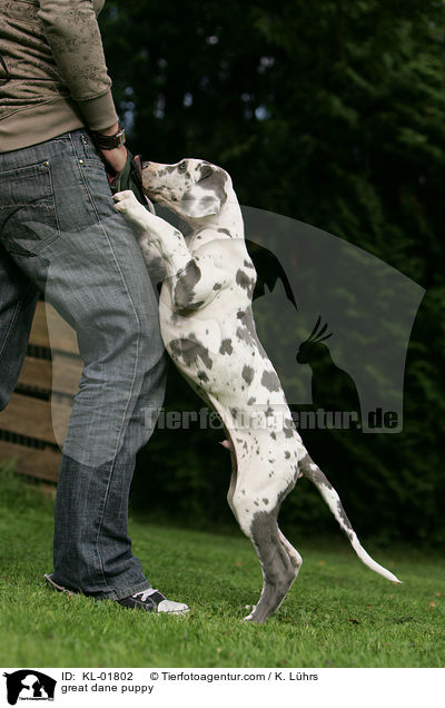 great dane puppy / KL-01802