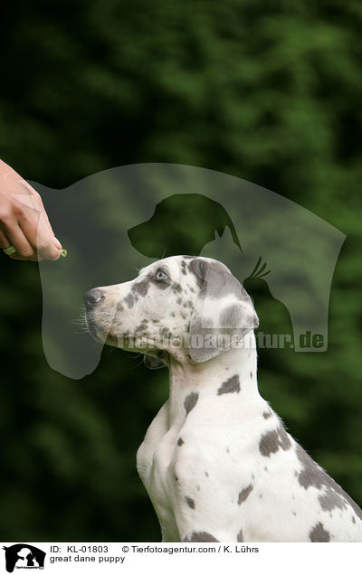 Deutsche Dogge Welpe / great dane puppy / KL-01803