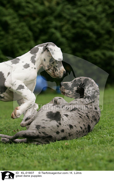 Deutsche Doggen Welpen / great dane puppies / KL-01807