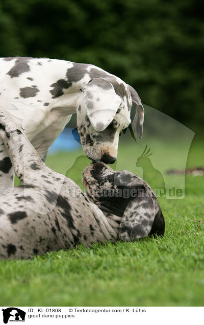 Deutsche Doggen Welpen / great dane puppies / KL-01808