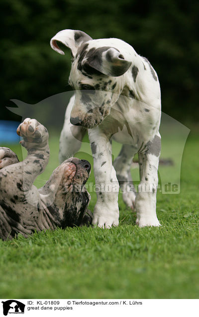 Deutsche Doggen Welpen / great dane puppies / KL-01809