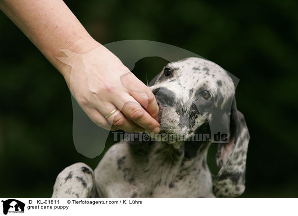 Deutsche Dogge Welpe / great dane puppy / KL-01811