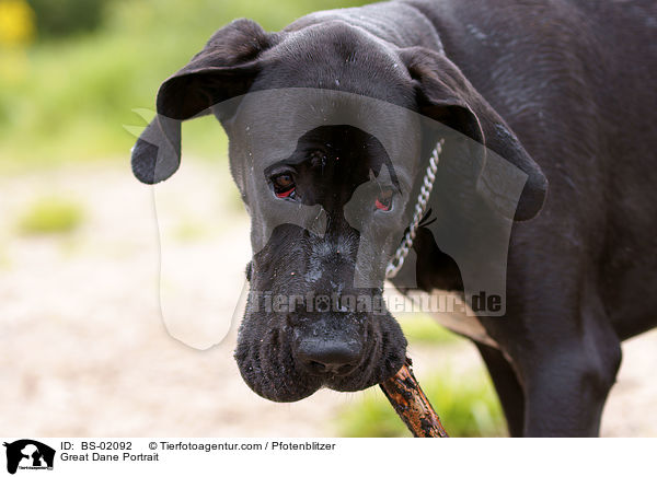 Deutsche Dogge Portrait / Great Dane Portrait / BS-02092