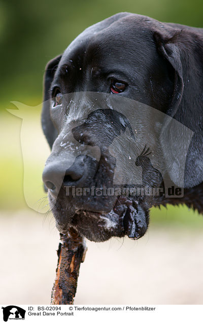 Deutsche Dogge Portrait / Great Dane Portrait / BS-02094