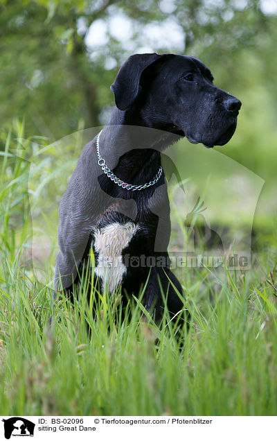 sitzende Deutsche Dogge / sitting Great Dane / BS-02096