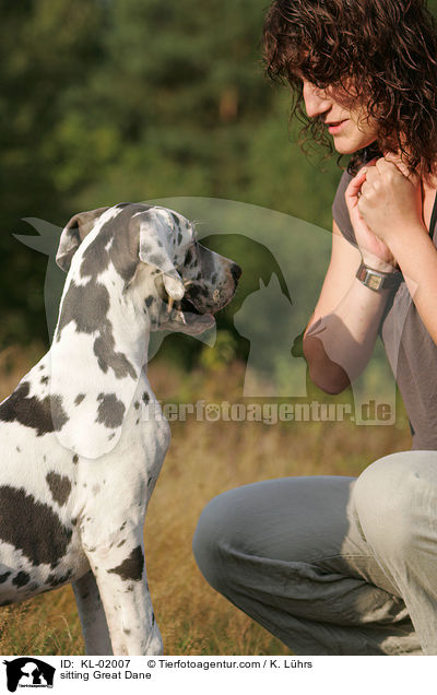 Deutsche Dogge macht Sitz / sitting Great Dane / KL-02007