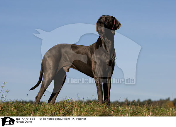 Deutsche Dogge / Great Dane / KF-01888