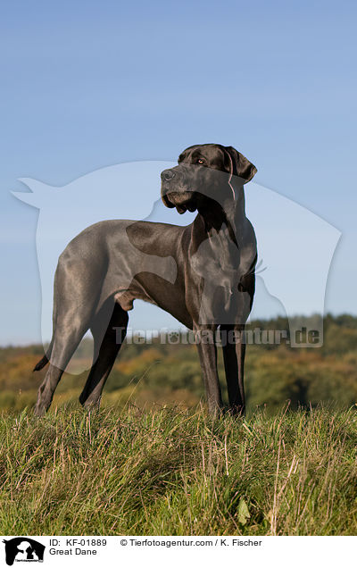 Deutsche Dogge / Great Dane / KF-01889