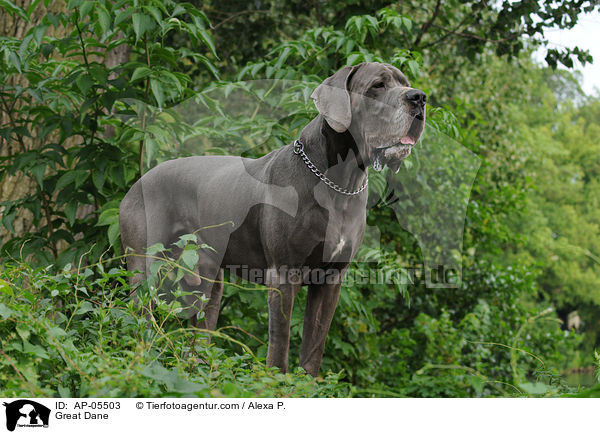 Deutsche Dogge / Great Dane / AP-05503
