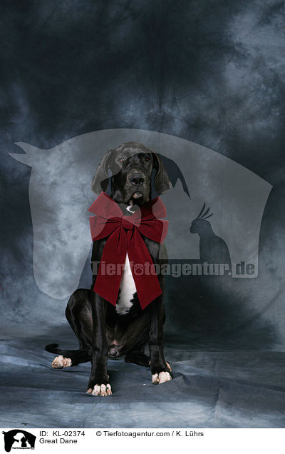 Deutsche Dogge / Great Dane / KL-02374