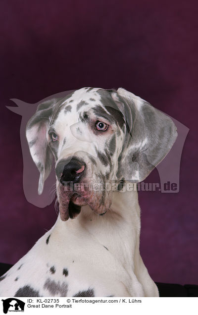 Deutsche Dogge Portrait / Great Dane Portrait / KL-02735