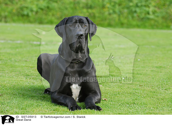 Deutsche Dogge / Great Dane / SST-05913