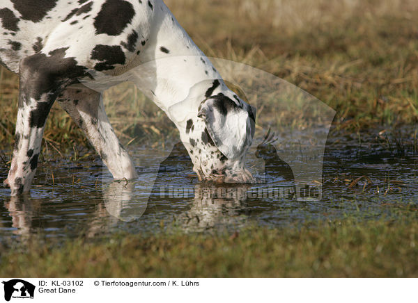 Deutsche Dogge / Great Dane / KL-03102