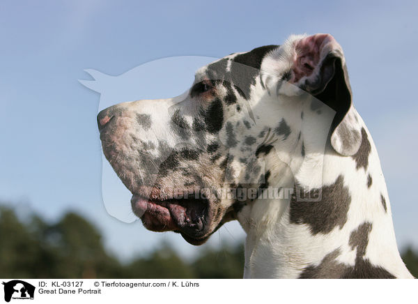 Great Dane Portrait / KL-03127