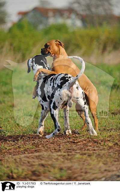 spielende Hunde / playing dogs / YJ-01783