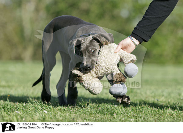 playing Great Dane Puppy / BS-04104