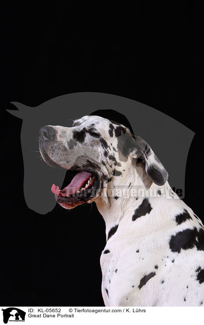 Great Dane Portrait / KL-05652