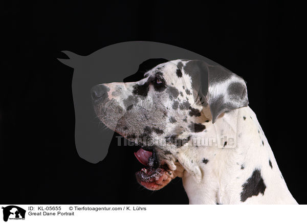 Great Dane Portrait / KL-05655