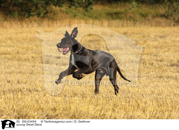 junge Deutsche Dogge / young Great Dane / DG-03454