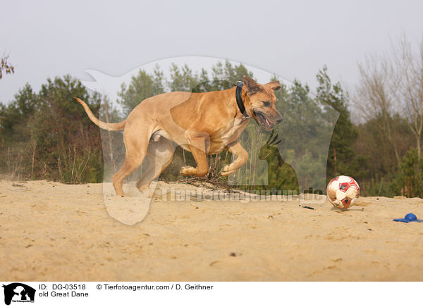 alte Deutsche Dogge / old Great Dane / DG-03518