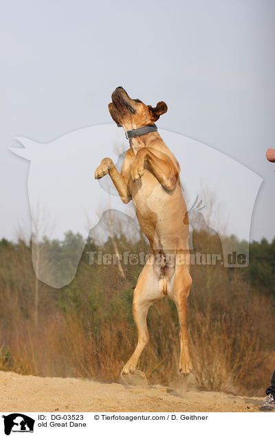 alte Deutsche Dogge / old Great Dane / DG-03523