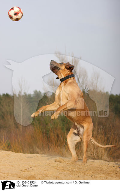 alte Deutsche Dogge / old Great Dane / DG-03524