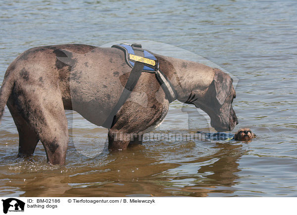 badende Hunde / bathing dogs / BM-02186