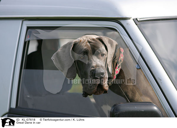 Deutsche Dogge im Auto / Great Dane in car / KL-07618