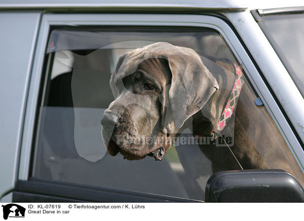 Deutsche Dogge im Auto / Great Dane in car / KL-07619