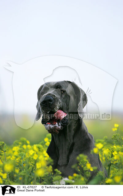 Deutsche Dogge Portrait / Great Dane Portrait / KL-07627