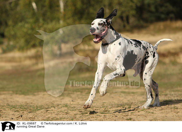 running Great Dane / KL-09687