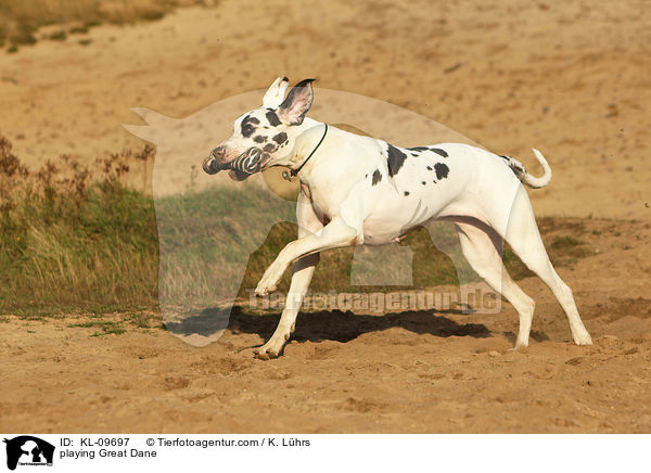 spielende Deutsche Dogge / playing Great Dane / KL-09697