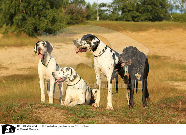 4 Deutsche Doggen / 4 Great Danes / KL-09984