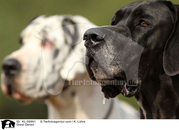 Deutsche Doggen / Great Danes / KL-09991