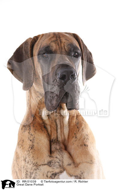 Deutsche Dogge Portrait / Great Dane Portrait / RR-51039