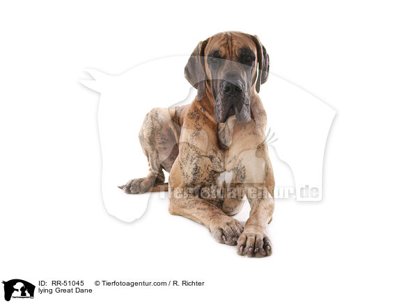 liegende Deutsche Dogge / lying Great Dane / RR-51045