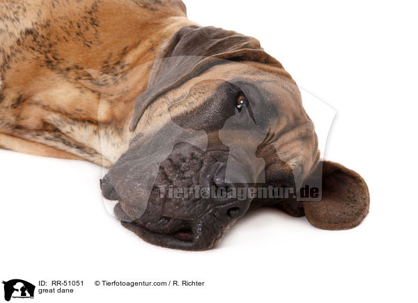 Deutsche Dogge / great dane / RR-51051