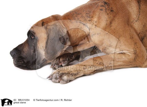 Deutsche Dogge / great dane / RR-51054