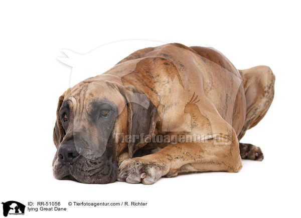 liegende Deutsche Dogge / lying Great Dane / RR-51056