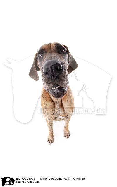 sitzende Deutsche Dogge / sitting great dane / RR-51063