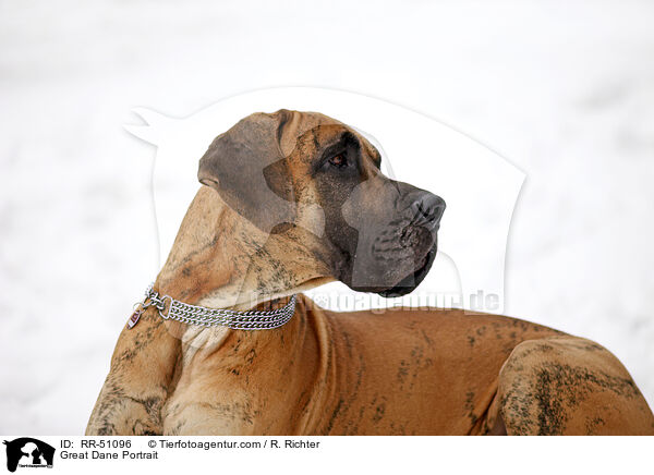 Deutsche Dogge Portrait / Great Dane Portrait / RR-51096