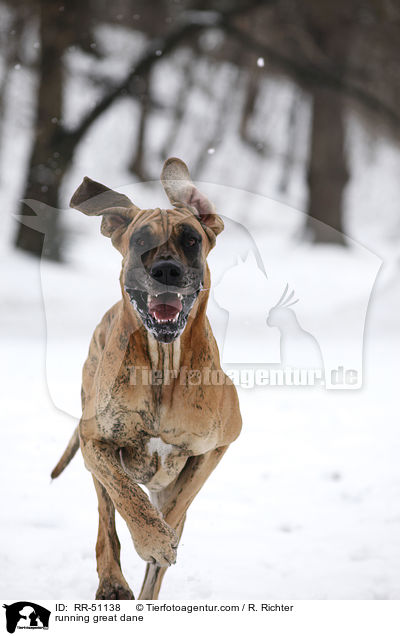 running great dane / RR-51138