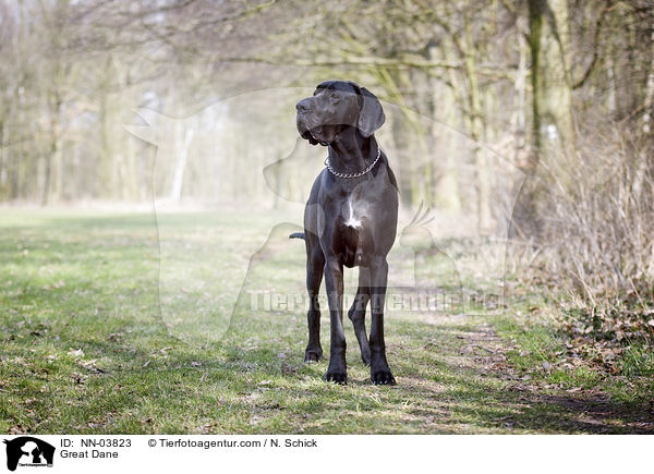 Great Dane / NN-03823