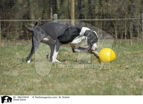 Deutsche Dogge / Great Dane / NN-03835