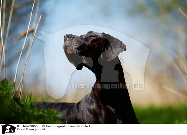 Great Dane portrait / NN-03855